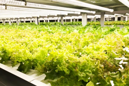 植物工場事業の拡大