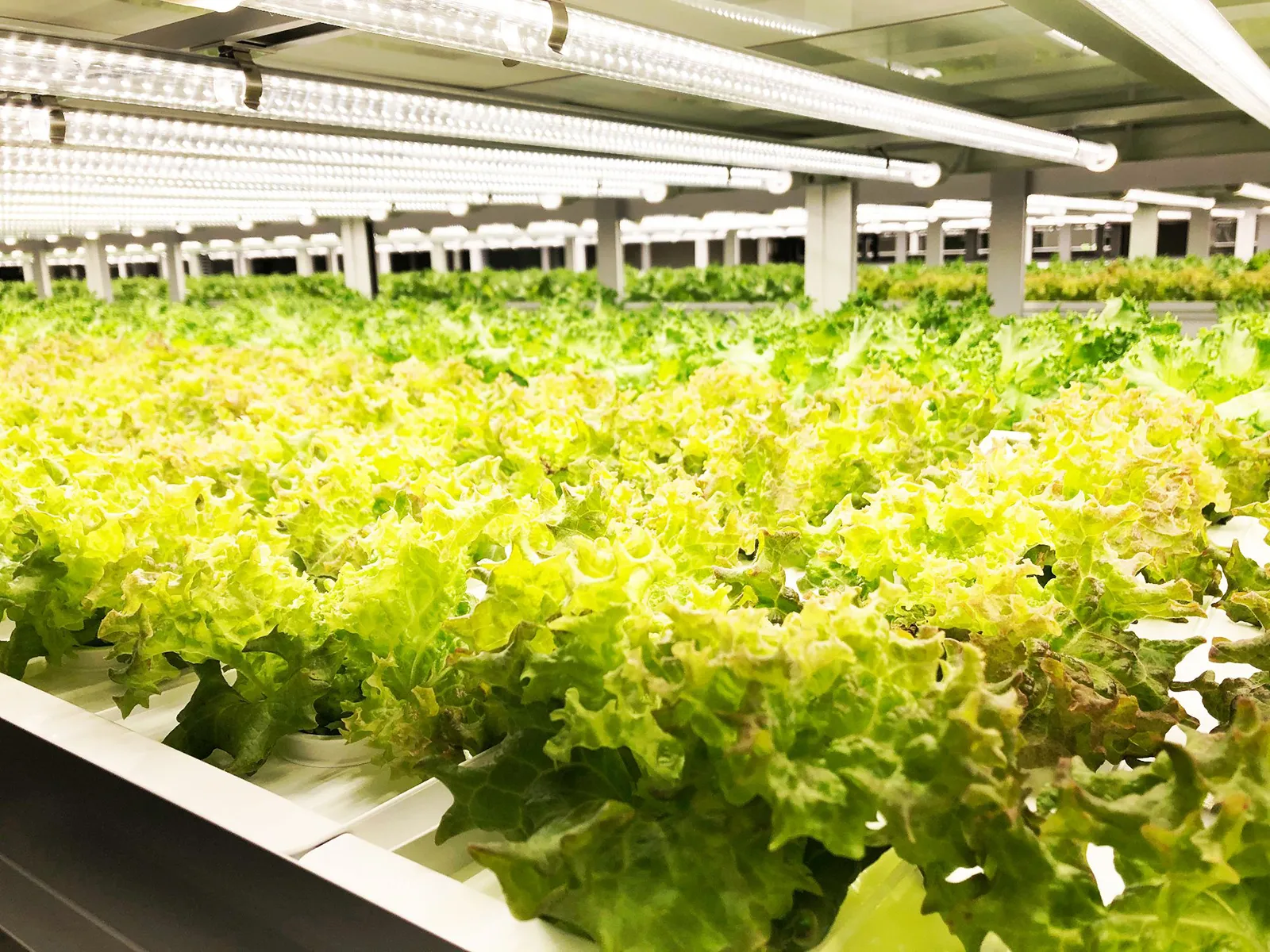 福島県喜多方市　植物工場用設備