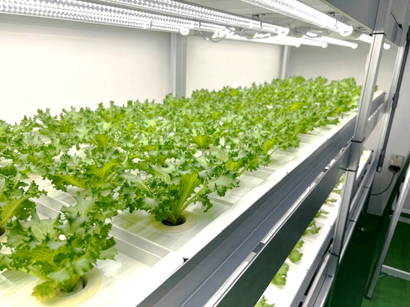 リョービプラッツ灘崎店様 植物工場設備